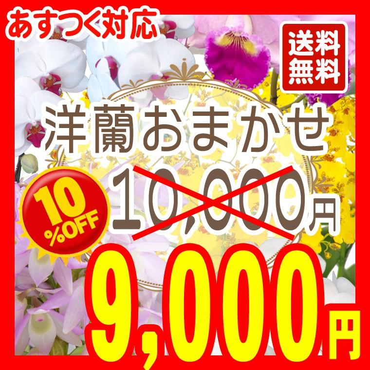 洋蘭おまかせ10,000円