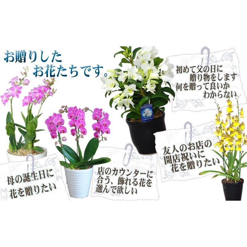 敬老ギフト 洋蘭おまかせ3,500円 :10001615:あすに届けるお花屋さん 輝花 - 通販 - Yahoo!ショッピング 敬老ギフト 洋蘭おまかせ3,500円 :10001615:あすに届けるお花屋さん 輝花 - 通販 - Yahoo!ショッピング