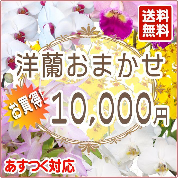 敬老ギフト 洋蘭おまかせ10,000円
