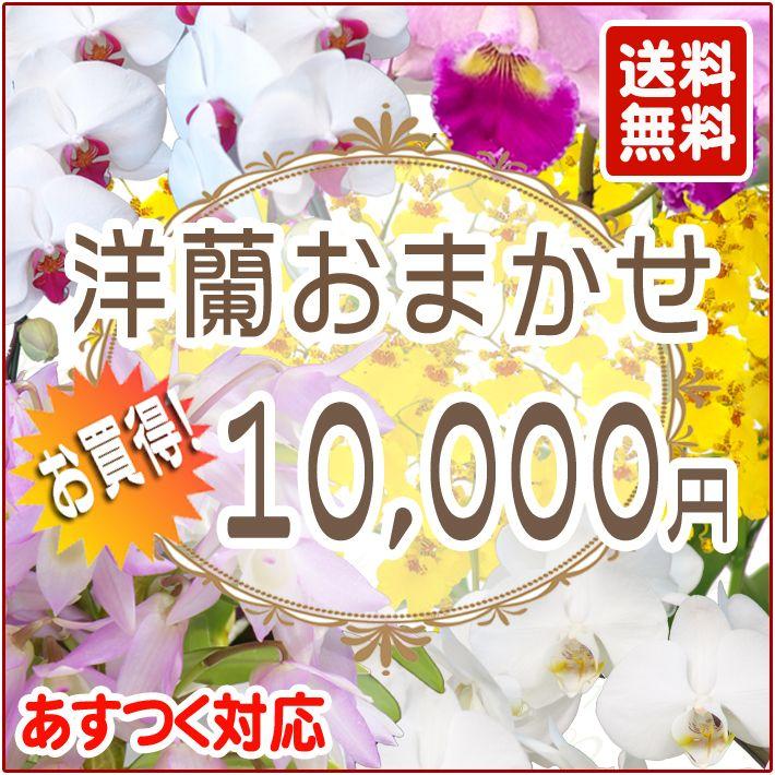 敬老ギフト 洋蘭おまかせ10,000円｜kihana-shop