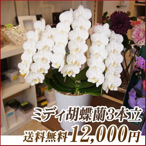 今年人気のブランド品や 胡蝶蘭 ミディ 3本立ち 明日贈れる 贈答用 お祝い ギフト お供え