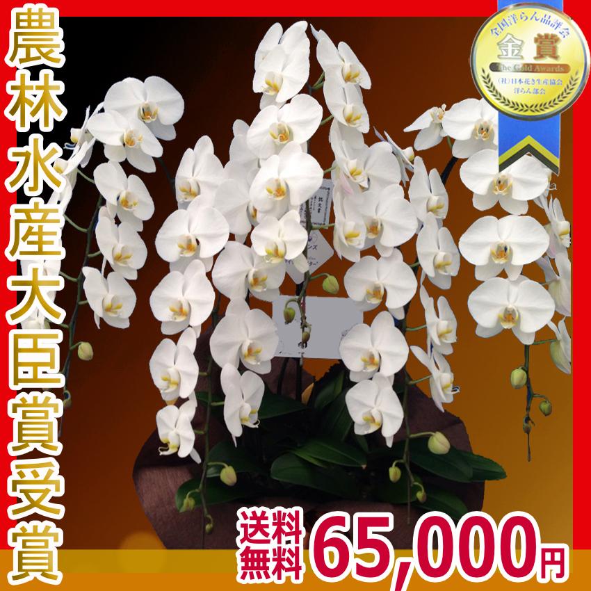大輪 白 胡蝶蘭 コチョウラン 65輪以上 上場 あすに届けるお花屋さん 御祝 輝花 5本立 栄転 １６ 鉢花