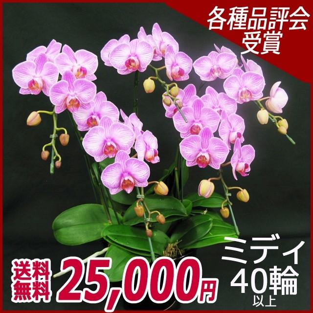 ブランド登録なし - 夢見鳥蘭（コチョウラン） MIDI サクラ色 5本立 40輪以上 １９ 花、ガーデニング-生花