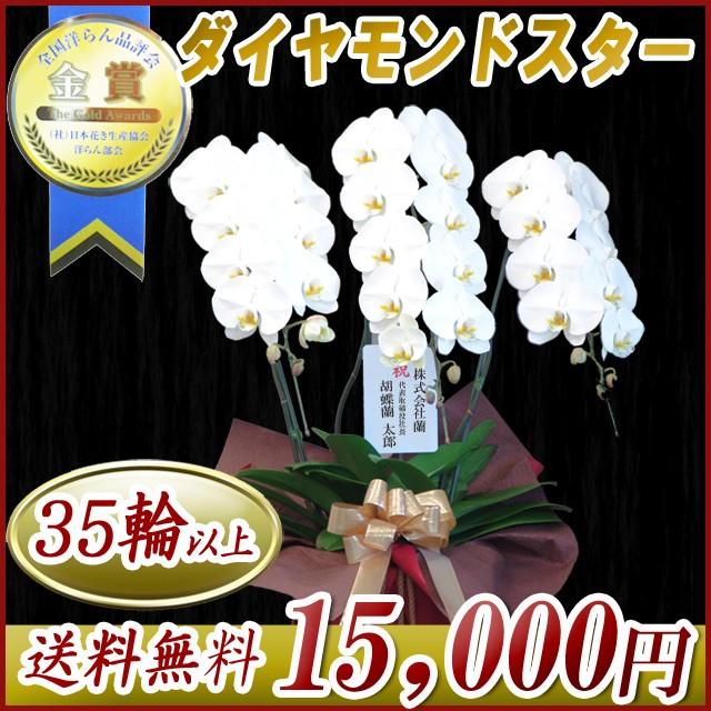 胡蝶蘭　大輪 ３本立ち 送料無料 明日贈れる 15,000円　35輪前後　お祝い ギフト お供え 開店祝い 即日配送