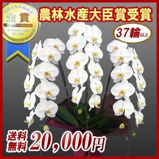 胡蝶蘭　大輪３本立ち　20，000円 明日贈れる 選べる３色 白 ピンク 赤リップ　 贈答用 お祝い ギフト お供え 38輪前後
