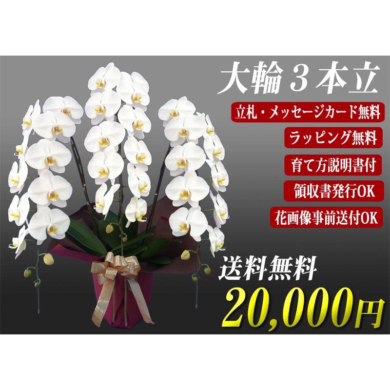 胡蝶蘭　大輪３本立ち　20，000円 明日贈れる 選べる３色 白 ピンク 赤リップ　 贈答用 お祝い ギフト お供え 38輪前後 白