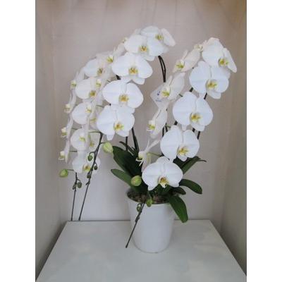 胡蝶蘭　大輪３本立ち　20，000円 明日贈れる 選べる３色 白 ピンク 赤リップ　 贈答用 お祝い ギフト お供え 38輪前後 白