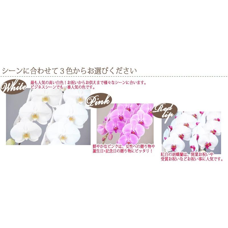 胡蝶蘭　大輪３本立ち　20，000円 明日贈れる 選べる３色 白 ピンク 赤リップ　 贈答用 お祝い ギフト お供え 38輪前後 白