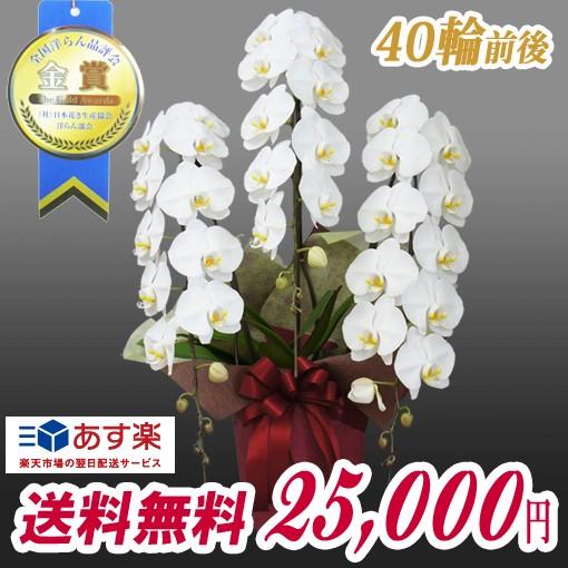 ブランド登録なし - 夢見鳥蘭 大輪 ３本立ち  25,000円 近い将来贈れる  選べる３色 白 サクラ色 赤上唇  さし上げる用 祝賀会 差し上げ物 お供え 40輪前後 花、ガーデニング-鉢花