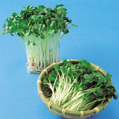 スプラウト 種 【かいわれ大根】 1L : 黄色いハチ - 通販 - Yahoo