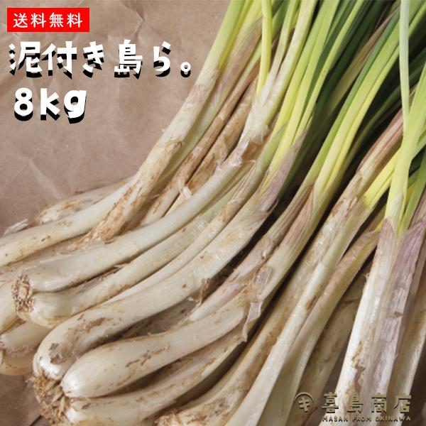 伊江島産 島らっきょう5キロ 農家直送！ 沖縄伊江島産の島らっきょう 5kg