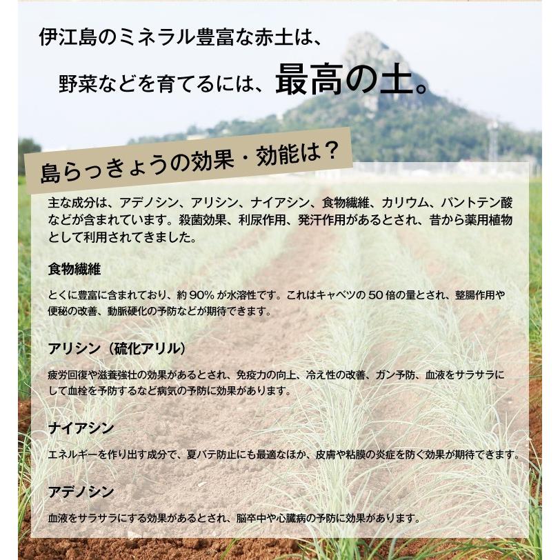 沖縄 伊江島産 生野菜 むいただけの島らっきょう 500g Tksr E001 喜島商店 通販 Yahoo ショッピング