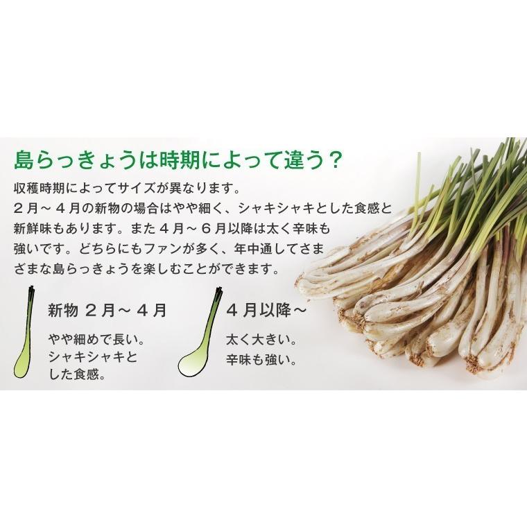 沖縄 らっきょう 塩漬け キムチ漬け 2kg ヨシおばぁの手作り 島ら Tksr S001 喜島商店 通販 Yahoo ショッピング
