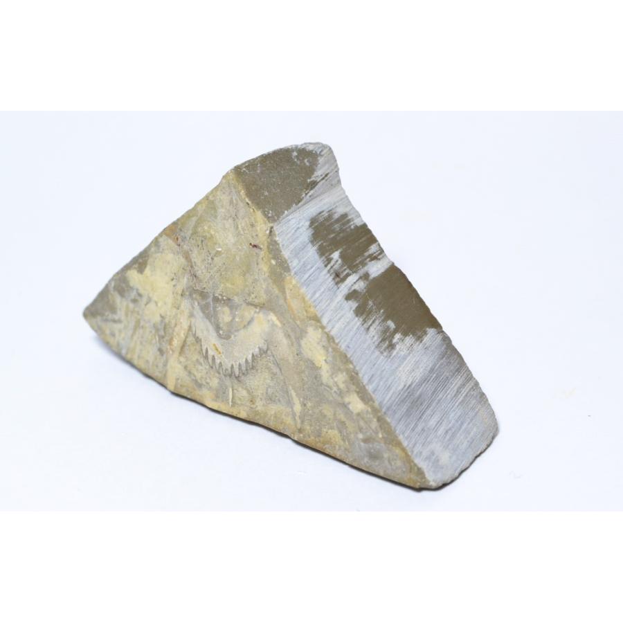 化石標本 コウモリ石 中国産 : PEN POINT - 通販 - Yahoo