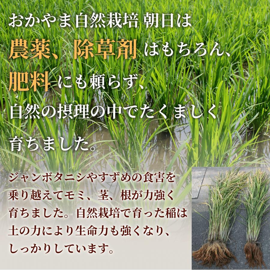 玄米 5kg 自然栽培 朝日米 令和５年産 送料無料 岡山県産 ごはん 農薬・肥料・除草剤に頼らない おかやま 自然栽培 米 [ 木村式 自然栽培 朝日米 後継商品 ]｜kikuchishuzo｜13