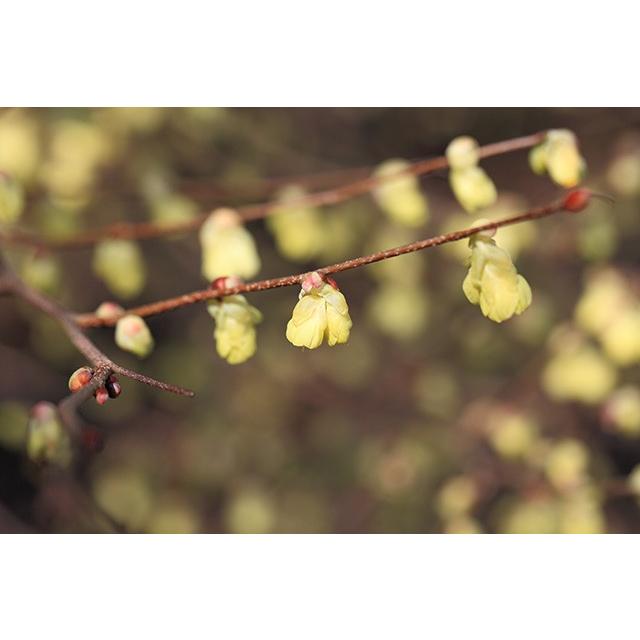 枝もの 姫水木 花 1 3月限定 枝物 えだもの Eda Himemizuki きくや生花店 通販 Yahoo ショッピング