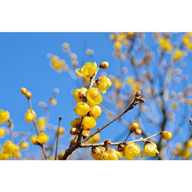 枝もの 蝋梅 ロウバイ 12 2月限定 枝物 えだもの Eda Roubai きくや生花店 通販 Yahoo ショッピング