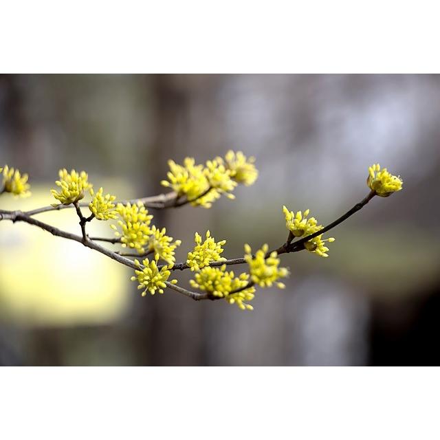 枝もの サンシュユ 1 2月限定 枝物 えだもの Eda Sansyuyu きくや生花店 通販 Yahoo ショッピング