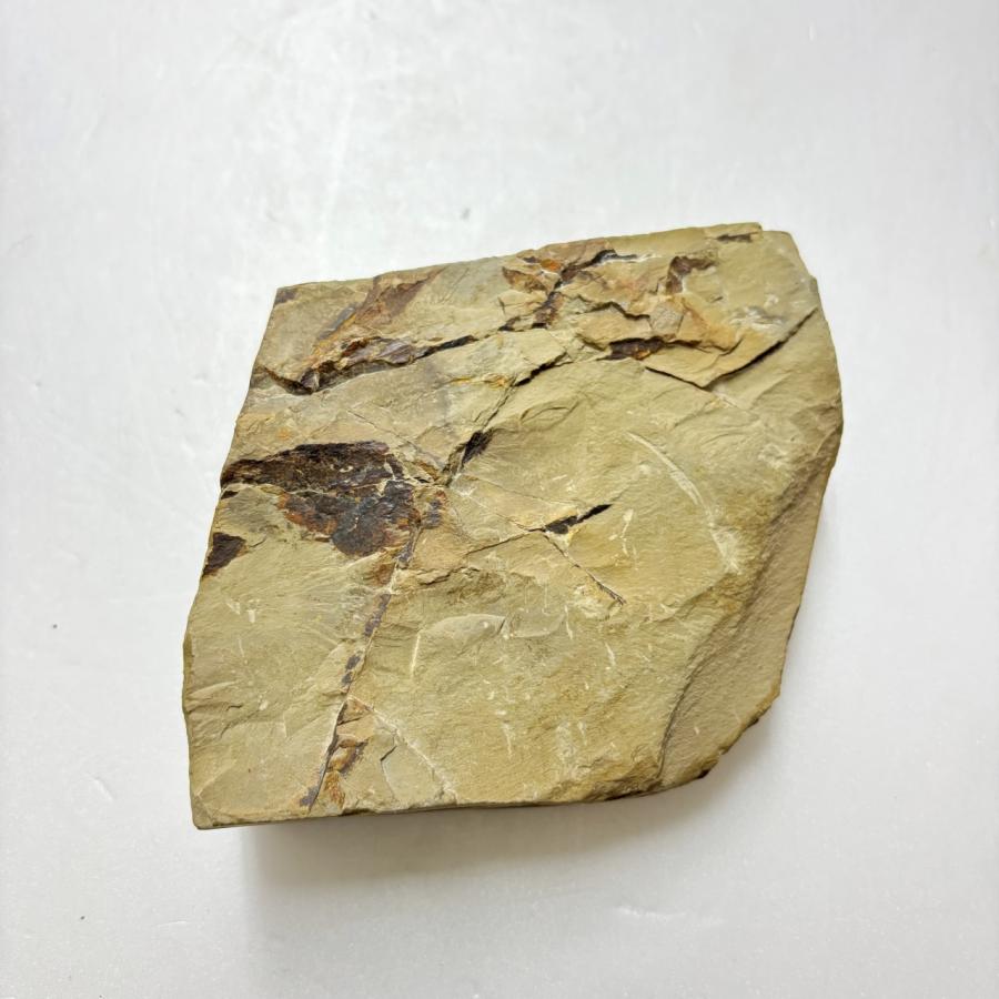 515g 巣板 日照山合砥 正本山 京都 天然砥石 : 京都の砥石屋 515g 巣板 日照山合砥 正本山 京都 天然砥石 : 京都の砥石屋