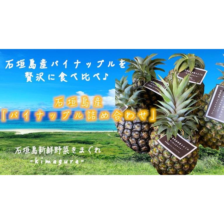 石垣島産 パイナップル 規格外サイズ詰め合わせ8 10玉 Fruits091 石垣島新鮮野菜きまぐれ 通販 Yahoo ショッピング