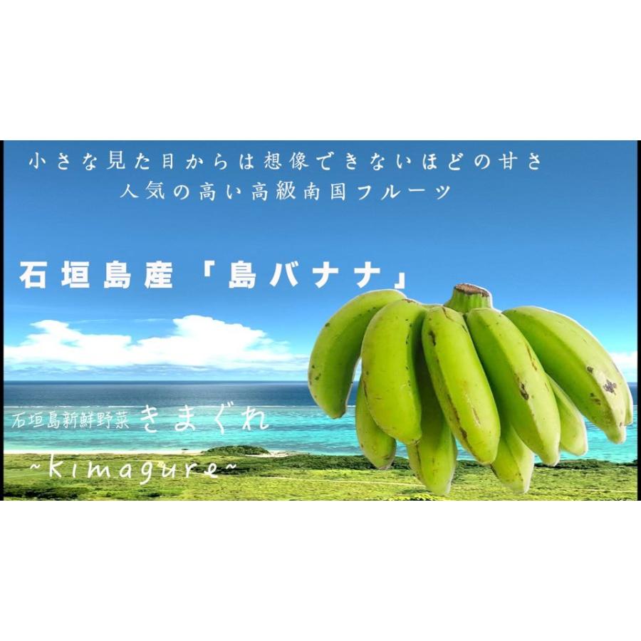 5 好評 石垣島産 島バナナ 2房セット