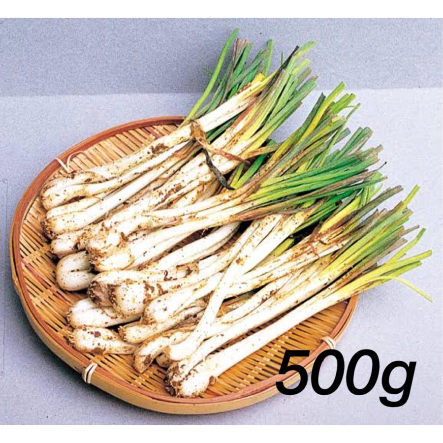 石垣島産 島らっきょう 500g