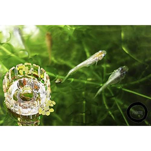 Petomy 熱帯魚 アクアリウム 水草 水槽 油膜取り フィルター ポンプ リリィパイプ スキマー 除去 サーフェース ク Wss 51qpyqovefer Kimaki オンライン 通販 Yahoo ショッピング