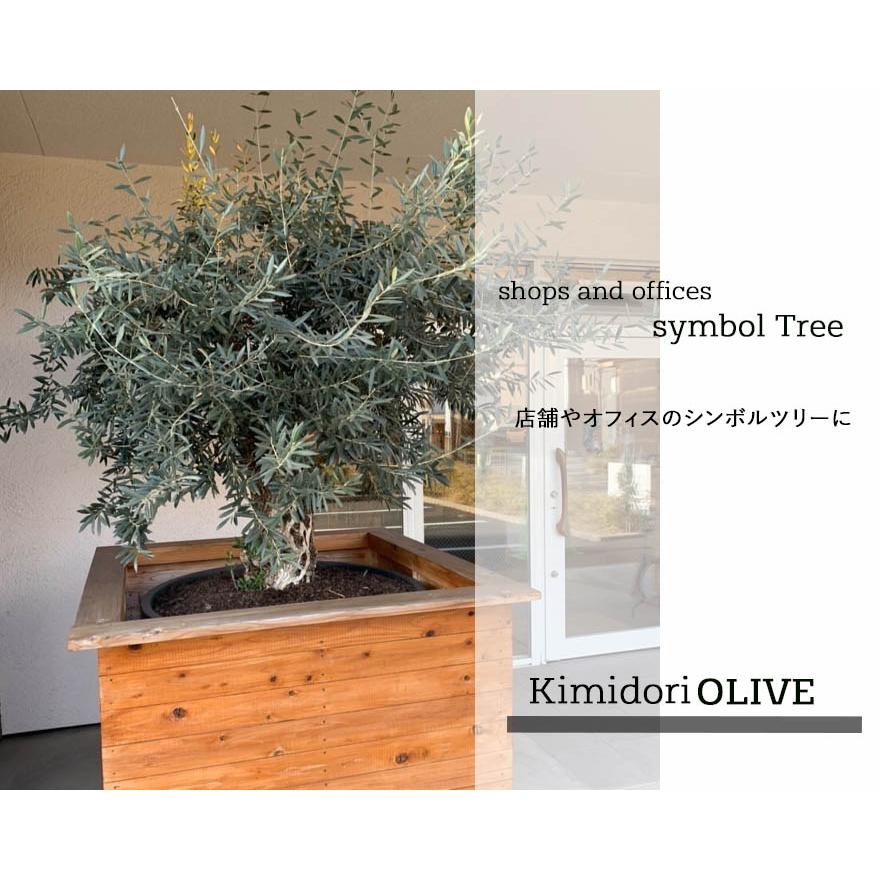 スペインオリーブ 古木 29562k オリーブの木 植木 庭木 シンボル スペインオリーブ 古木 29562k オリーブの木 植木 庭木 シンボル