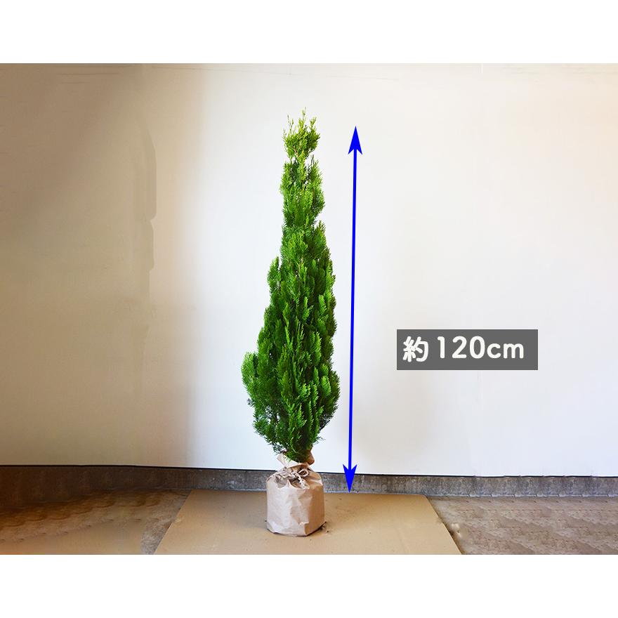 コニファー エレガンテシマ 10本セット 生垣 フェンス ガーデニング シンボルツリー 目隠し 送料無料 約1cm セット 母の日 A10 樹緑 Yahoo 店 通販 Yahoo ショッピング