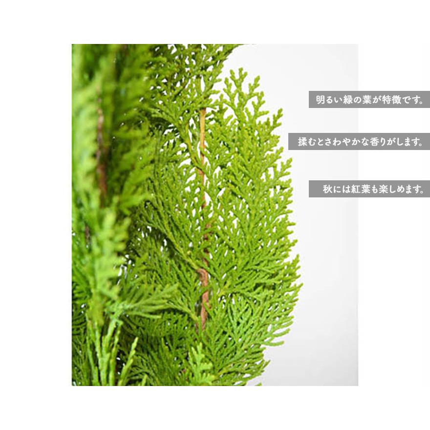 コニファー エレガンテシマ 10本セット 生垣 フェンス ガーデニング シンボルツリー 目隠し 送料無料 約1cm セット A10 樹緑 Yahoo 店 通販 Yahoo ショッピング