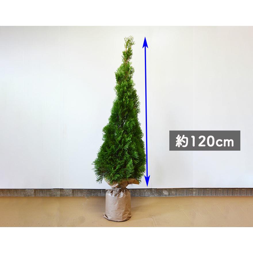 コニファー エメラルド 5本 約1cm 鉢植え ガーデン 苗 生垣 シンボルツリー 目隠し 植木 庭木 洋風 和風 クリスマスツリー エクステリア 記念樹 母の日 A11 樹緑 Yahoo 店 通販 Yahoo ショッピング