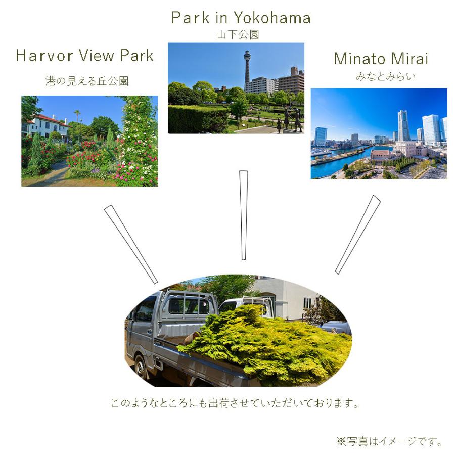 コニファー グリーンコーン 約1cm 10本セット 植木 庭木 洋風 シンボルツリー 目隠し 生垣 エクステリア A14 樹緑 Yahoo 店 通販 Yahoo ショッピング