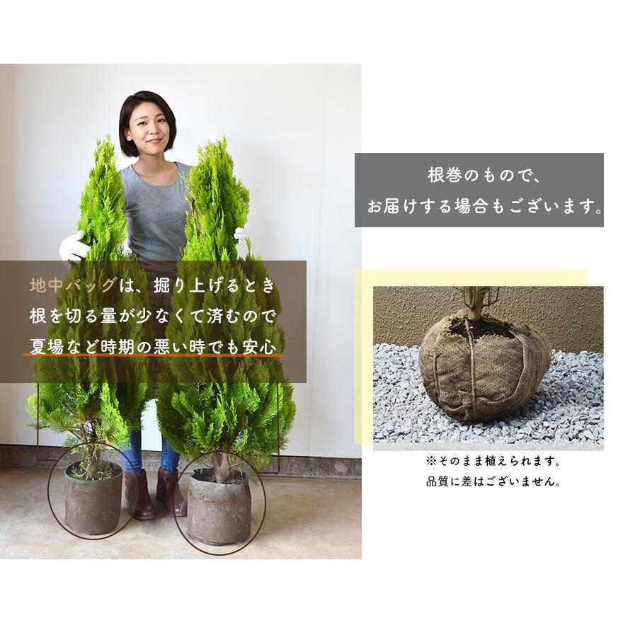 コニファー レイランディ 5本セット 約1cm 鉢植え ガーデン 苗 生垣 シンボルツリー 目隠し 植木 庭木 ガーデニング クリスマスツリー エクステリア 記念樹 A15 樹緑 Yahoo 店 通販 Yahoo ショッピング
