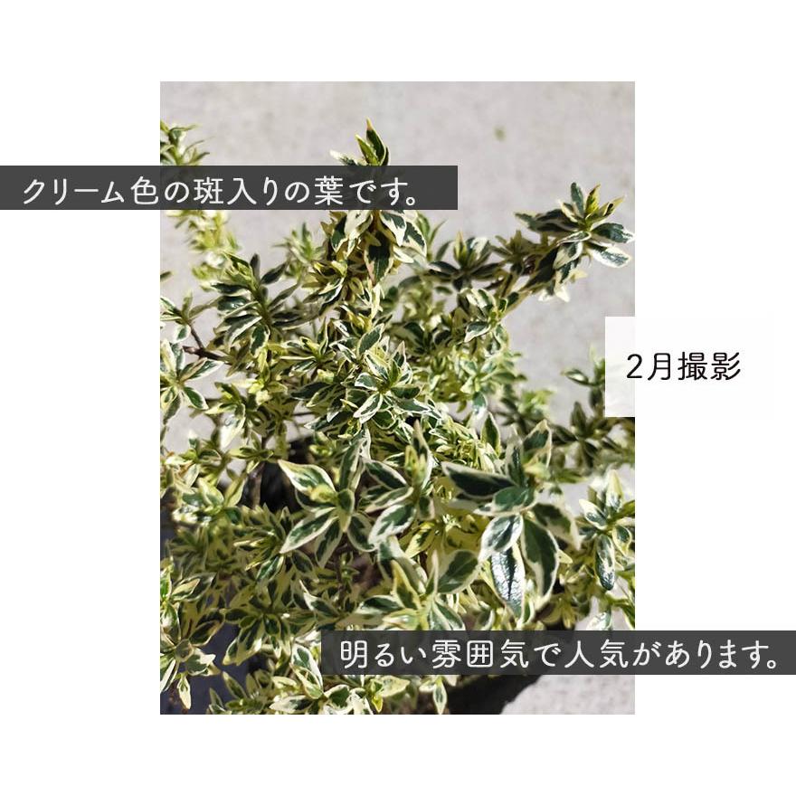 アベリア コンフェッティ 1本 13.5cm 低木 カラーリーフ グランドカバー 斑入り 苗 ガーデニング 葉 花 園芸 植木 庭木 寄せ植え|kimidori-onlineshop|03
