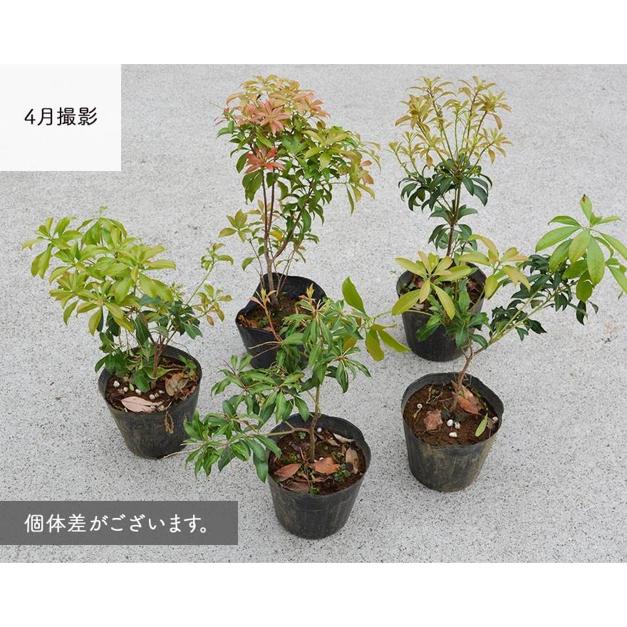 アセビ 馬酔木 約30cm ツツジ 常緑低木 和風 洋風 庭園 植木 苗木 ガーデニング 寄せ植え 花 生垣 目隠し 日陰 丈夫 園芸 Ai Asebi Kimidori Farm Yahoo 店 通販 Yahoo ショッピング