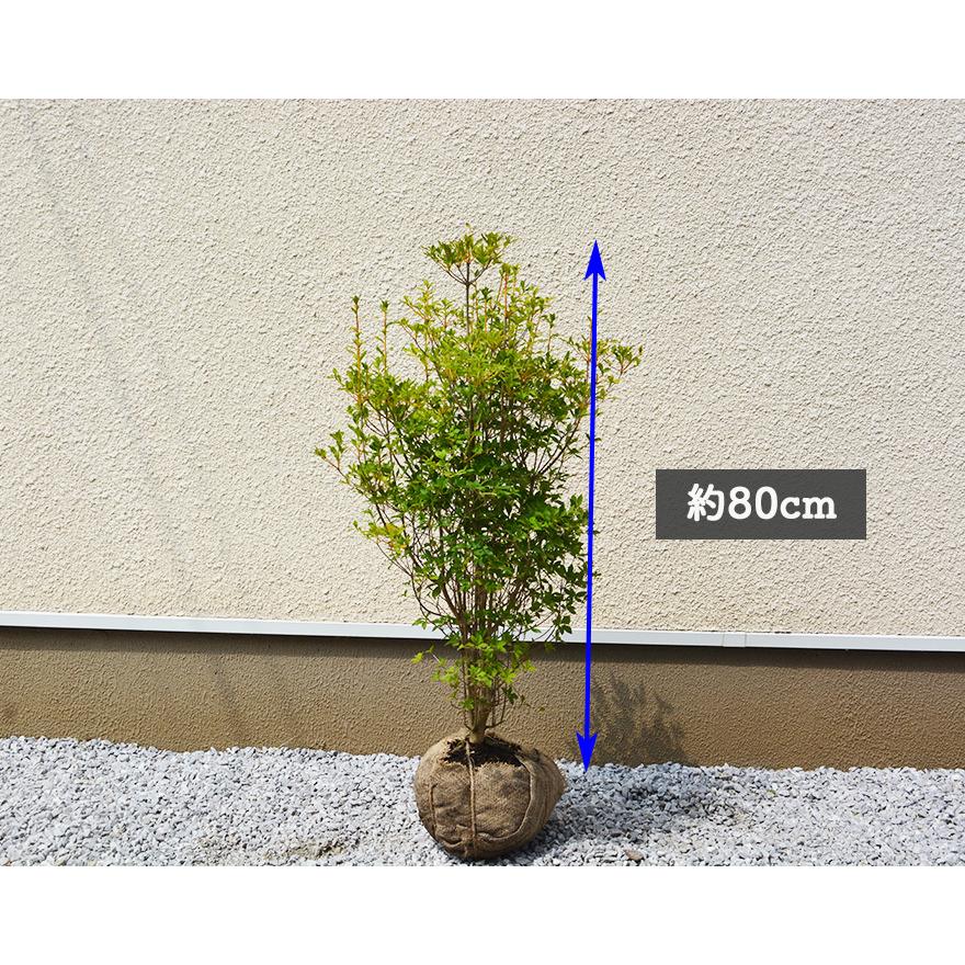 ドウダンツツジ 約80cm 10本セット 生垣 低木 植木 庭木 苗 ガーデニング 紅葉 花 日陰 庭植え ベランダ すずらん スズラン エクステリア 母の日 Ai Doudan10 樹緑 Yahoo 店 通販 Yahoo ショッピング