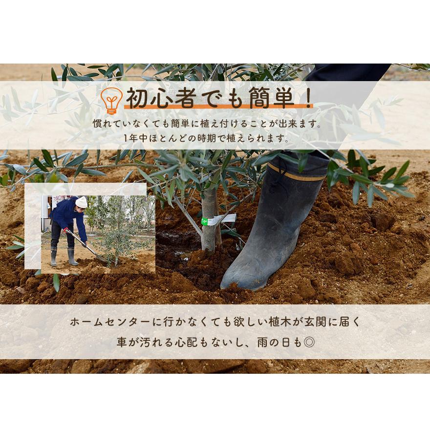 ドウダンツツジ 約80cm 満天星躑躅 植木 庭木 ガーデニング 苗 落葉 生垣 紅葉 花 つつじ すずらん Ai Doudan 樹緑 Yahoo 店 通販 Yahoo ショッピング