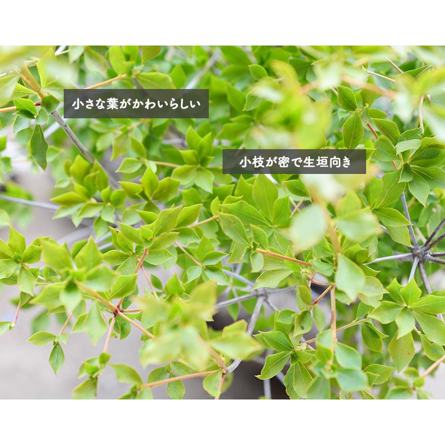 ドウダンツツジ 約80cm 満天星躑躅 植木 庭木 ガーデニング 苗 落葉 生垣 紅葉 花 つつじ すずらん Ai Doudan 樹緑 Yahoo 店 通販 Yahoo ショッピング