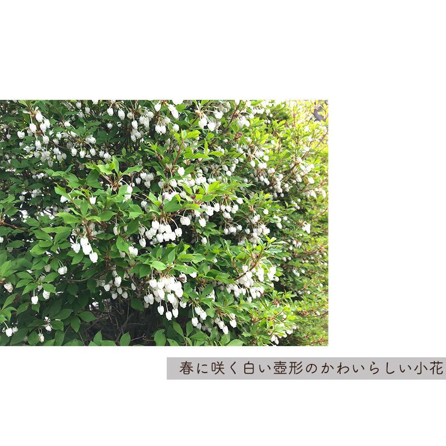 ドウダンツツジ 約80cm 満天星躑躅 植木 庭木 ガーデニング 苗 落葉 生垣 紅葉 花 つつじ すずらん 落葉樹