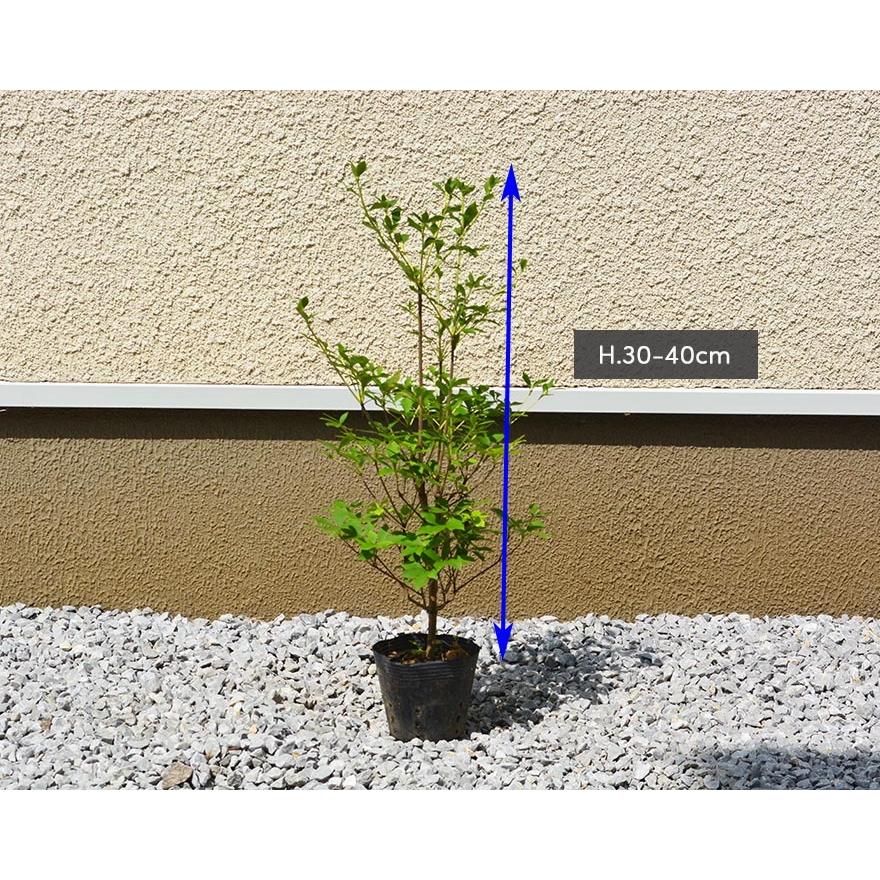 円 21激安通販 ドウダンツツジ 約40cm 10本セット 低木 苗 植木 庭木 庭植え ガーデニング 生垣 花 紅葉 つつじ すずらん スズラン エクステリア 日陰 ベランダ 満天星