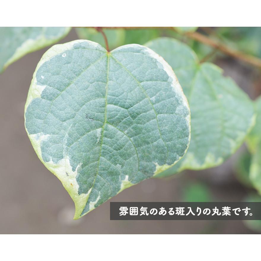 エナニシキ 恵那錦 約1cm マルバノキ 丸葉 斑入り 紅葉 植木 庭木 シンボルツリー ガーデニング マンサク 万作 ハート おしゃれ 園芸 庭植え 自然樹形 フイリ Ai Enanishiki 樹緑 Yahoo 店 通販 Yahoo ショッピング