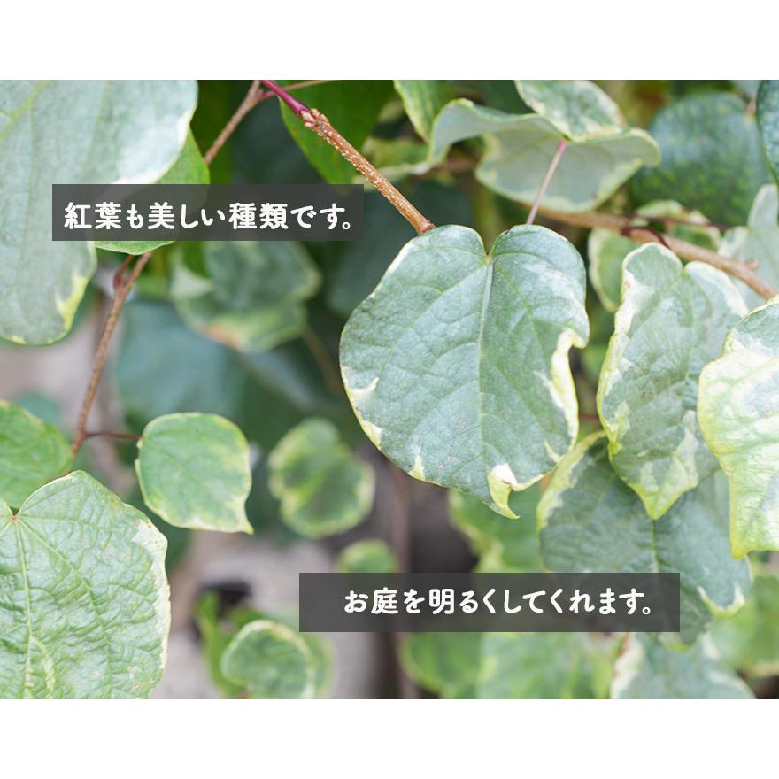 エナニシキ 恵那錦 約1cm マルバノキ 丸葉 斑入り 紅葉 植木 庭木 シンボルツリー ガーデニング マンサク 万作 ハート おしゃれ 園芸 庭植え 自然樹形 フイリ Ai Enanishiki 樹緑 Yahoo 店 通販 Yahoo ショッピング
