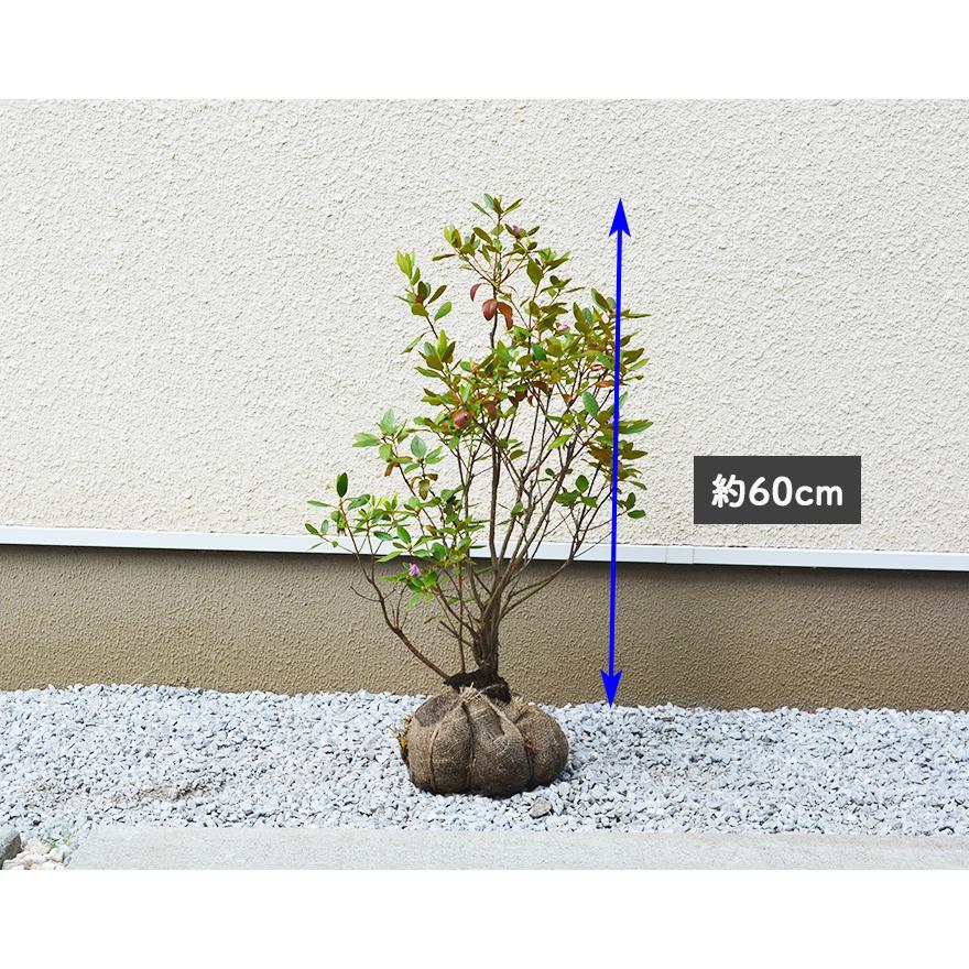 エゾムラサキツツジ 蝦夷紫躑躅 約60cm 植木 庭木 苗 花 シンボルツリー 半落葉 低木 つつじ 北海道 半日陰 ガーデニング 和風 洋風 Ai Ezo 樹緑 Yahoo 店 通販 Yahoo ショッピング