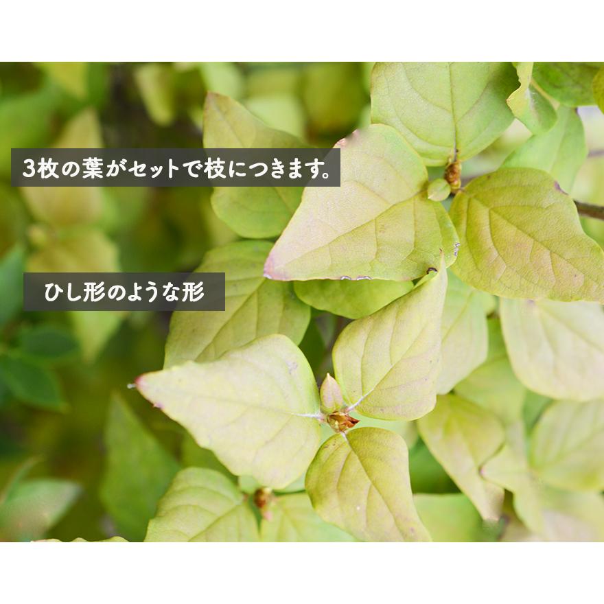 ミツバツツジ 約80cm 三葉躑躅 植木 庭木 苗 ガーデニング ピンク 和風 洋風 花 落葉低木 エクステリア 生垣 紅葉 秋 丈夫 強い Ai Mitsuba 樹緑 Yahoo 店 通販 Yahoo ショッピング