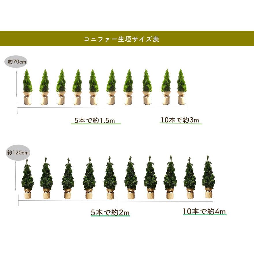 ミツバツツジ 約80cm 三葉躑躅 植木 庭木 苗 ガーデニング ピンク 和風 洋風 花 落葉低木 エクステリア 生垣 紅葉 秋 丈夫 強い Ai Mitsuba 樹緑 Yahoo 店 通販 Yahoo ショッピング
