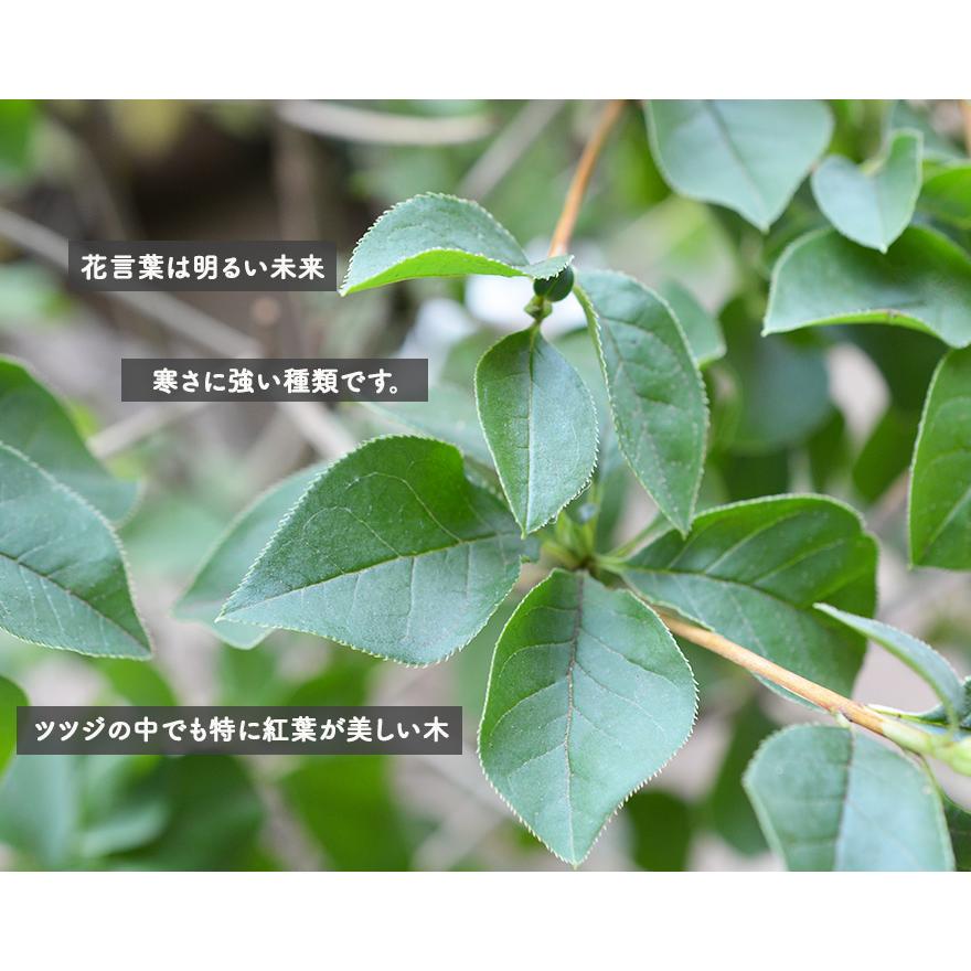 サラサドウダン 直営店 約100cm 植木 庭木 苗 ツツジ 更紗満天星 更紗灯台 どうだん 盆栽 ガーデニング 明るい未来 寒さ スズラン フウリンツツジ 落葉 花 園芸 強い