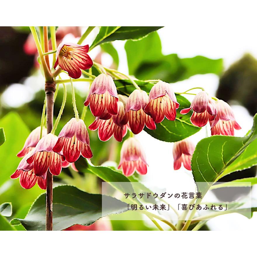 サラサドウダン 直営店 約100cm 植木 庭木 苗 ツツジ 更紗満天星 更紗灯台 どうだん 盆栽 ガーデニング 明るい未来 寒さ スズラン フウリンツツジ 落葉 花 園芸 強い