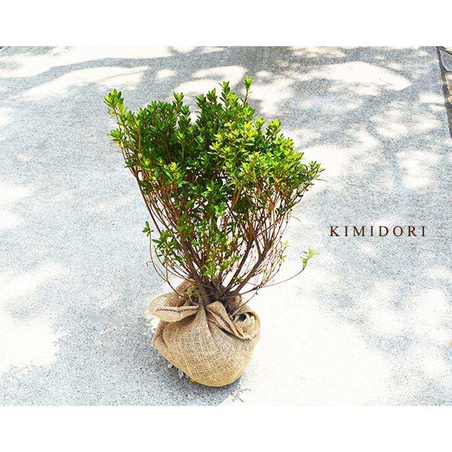サツキ ツツジ 約30cm 5本セット 皐月 低木 植木 庭木 苗 サツキ ツツジ 約30cm 5本セット 皐月 低木 植木 庭木 苗