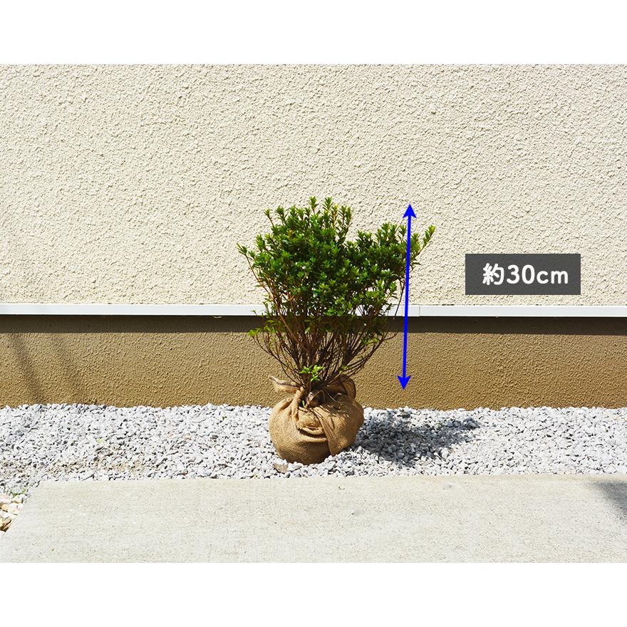 サツキ ツツジ 約30cm 5本セット 皐月 低木 植木 庭木 苗 ガーデニング 常緑低木 花 つつじ ベランダ エクステリア 生垣 Ai Satsuki5 樹緑 Yahoo 店 通販 Yahoo ショッピング
