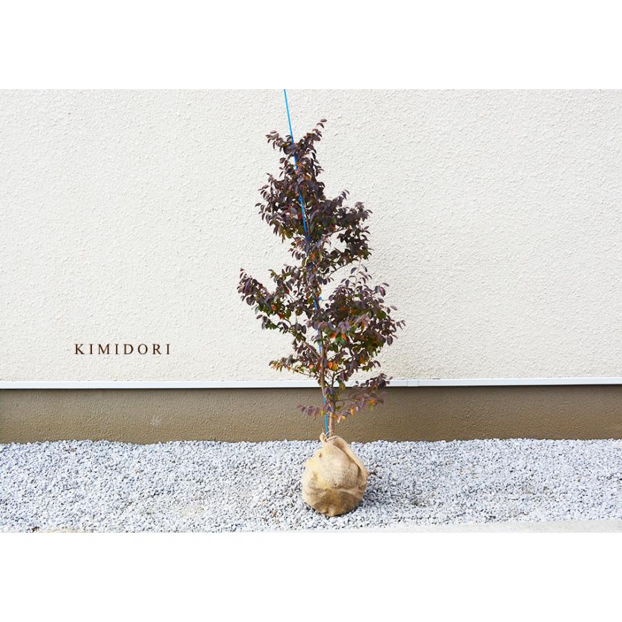 注目ブランド 紅花トキワマンサク シンボルツリー 約1cm 5本セット 紅白 縁起 花を楽しむ 目隠し ギフト セット 高い品質 Www Lugdivine Com